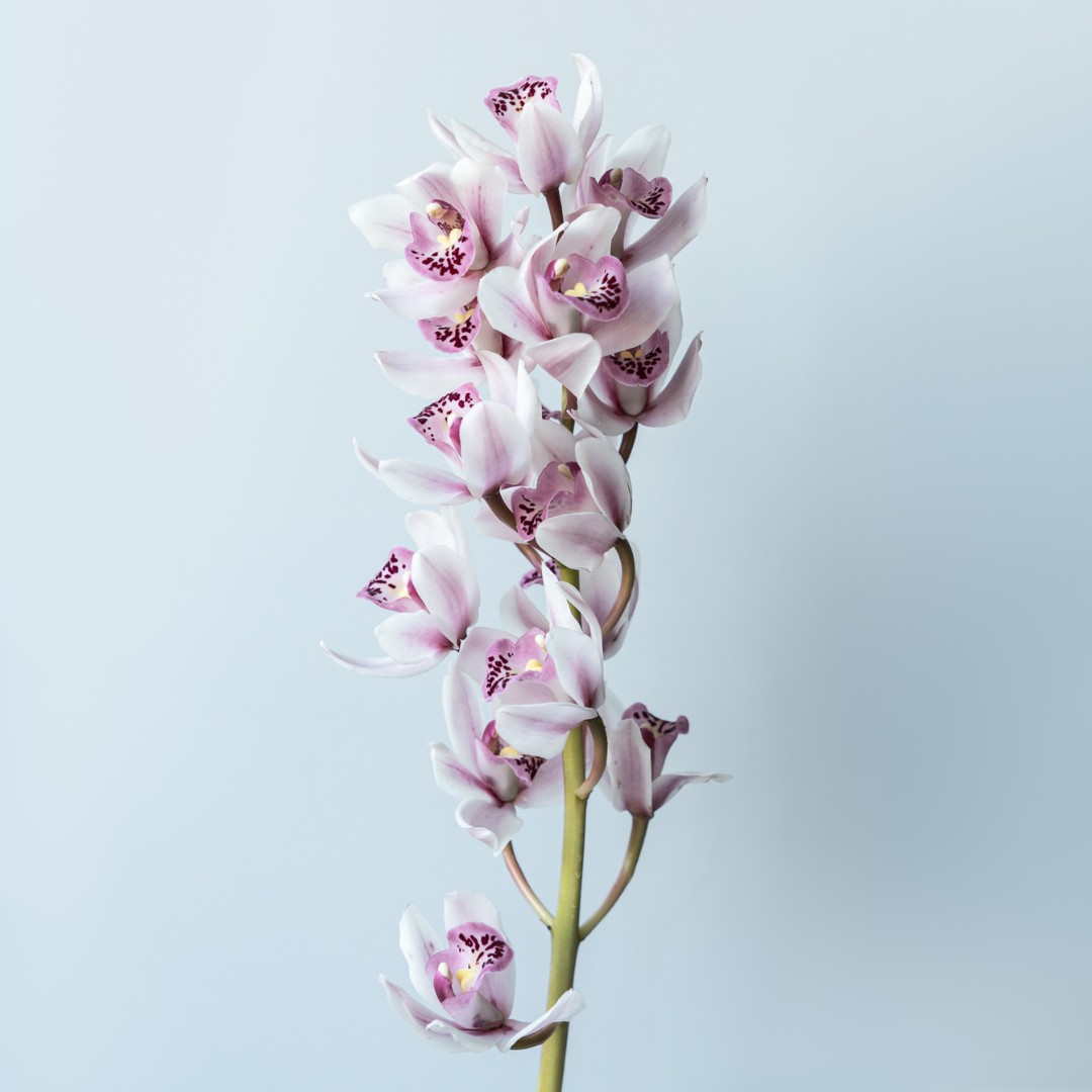 Cymbidium