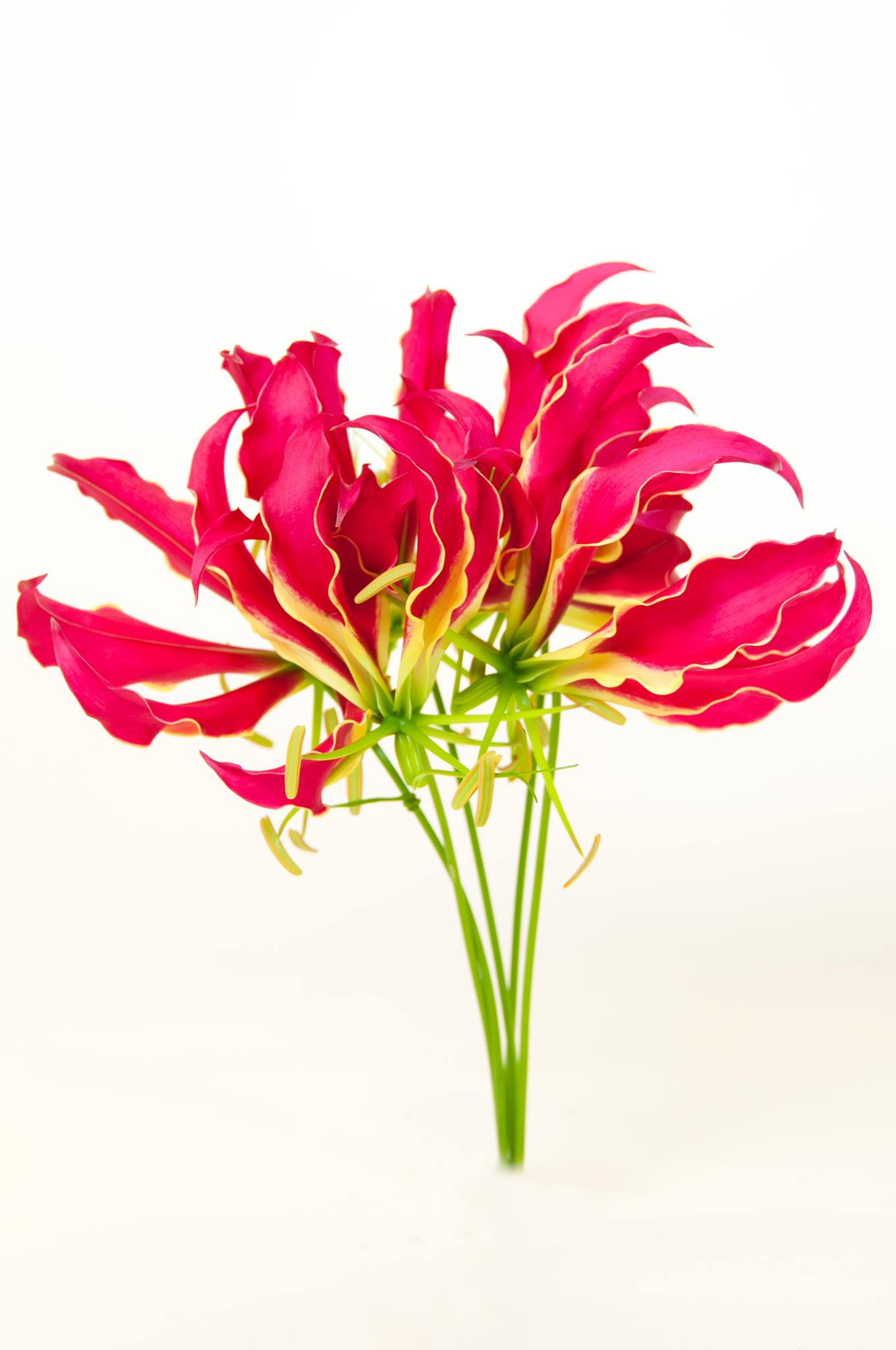 Gloriosa