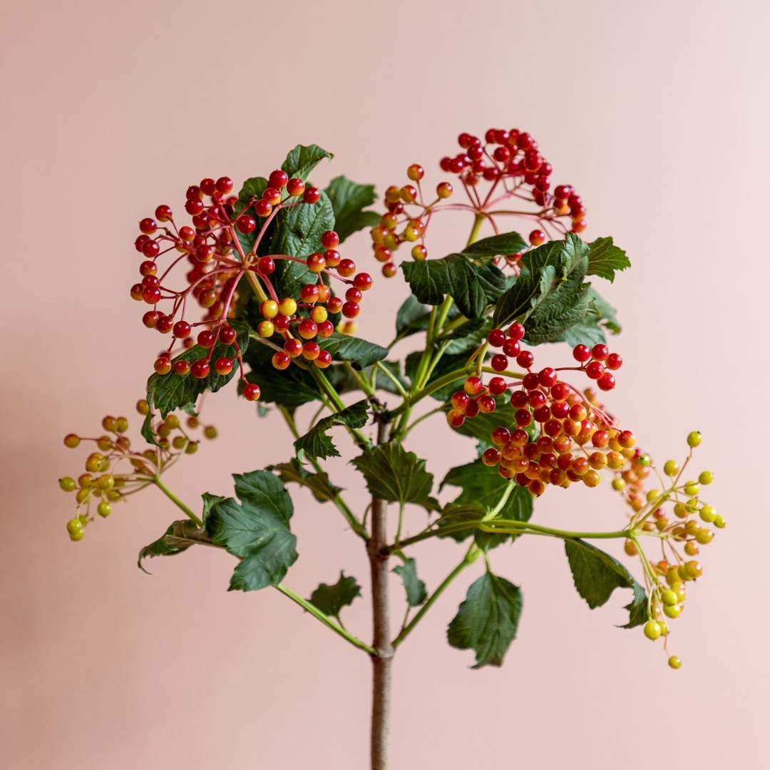 Viburnum