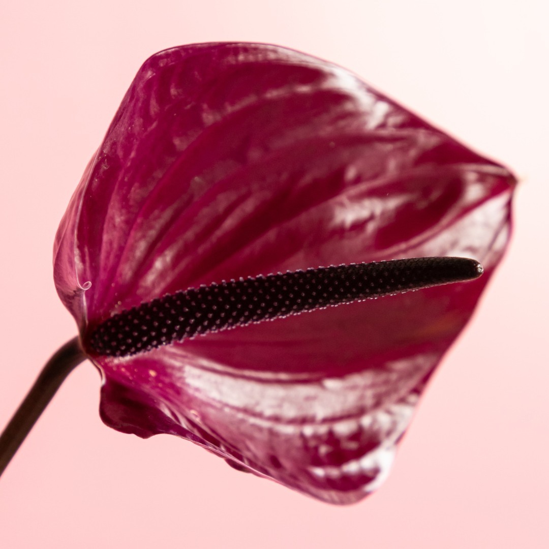 Anthurium