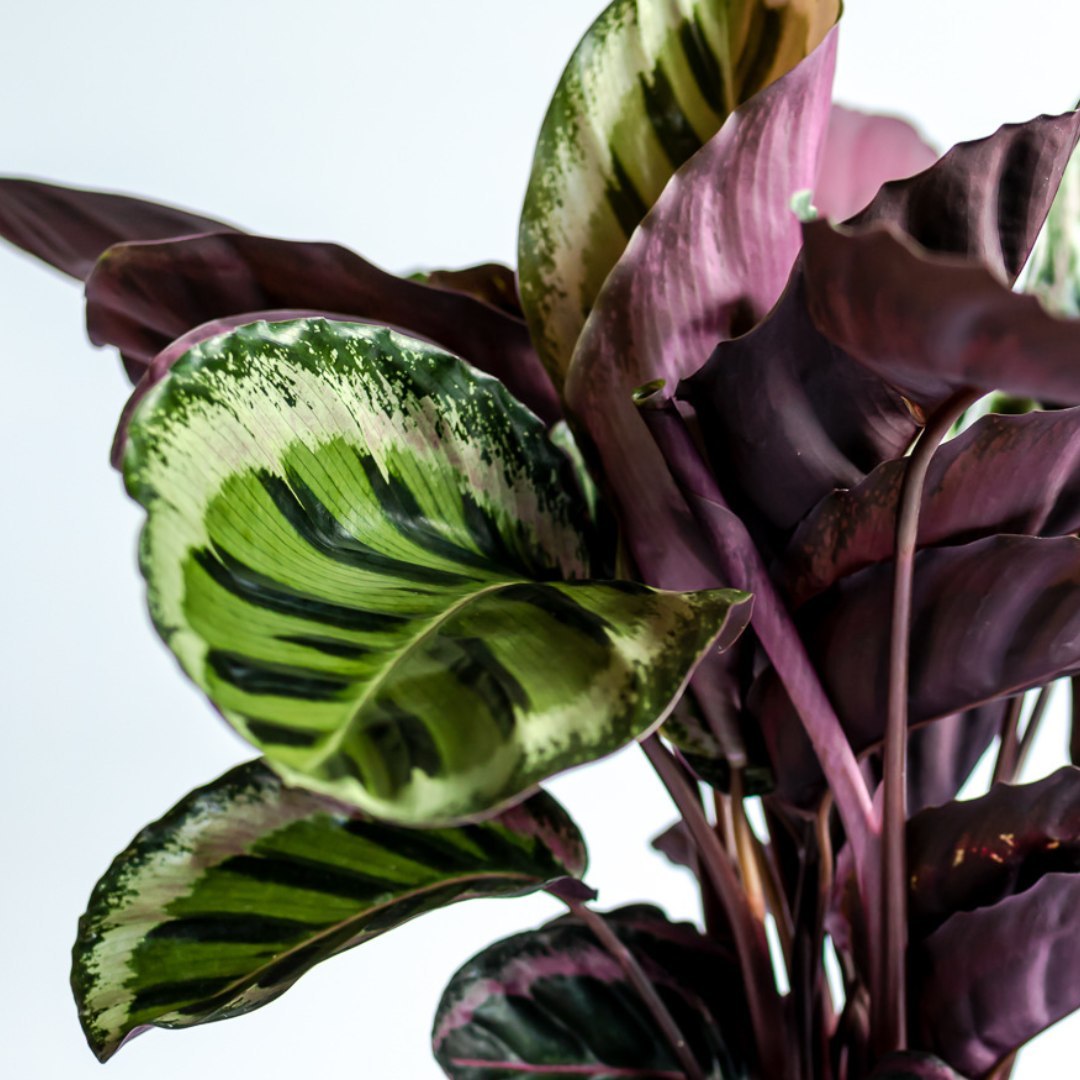 Calathea