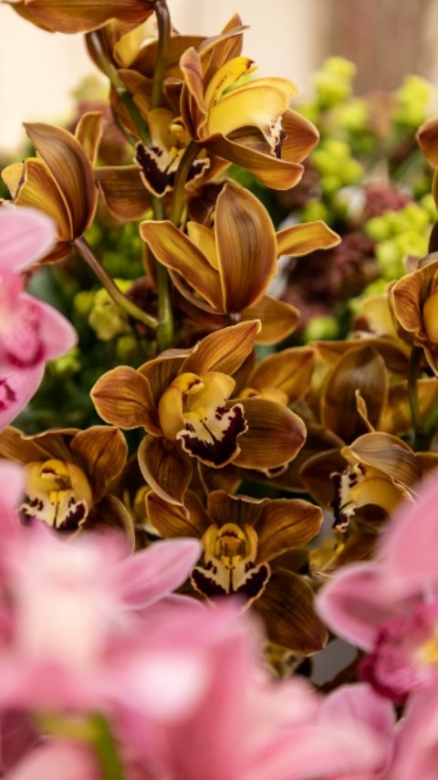 Cymbidium